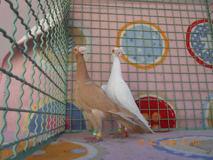 PERECHEA NR. 9
