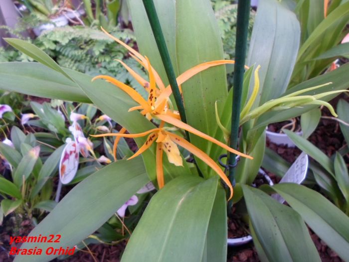 285  BRASSIA ORCHID - Expozitie de Orhidee