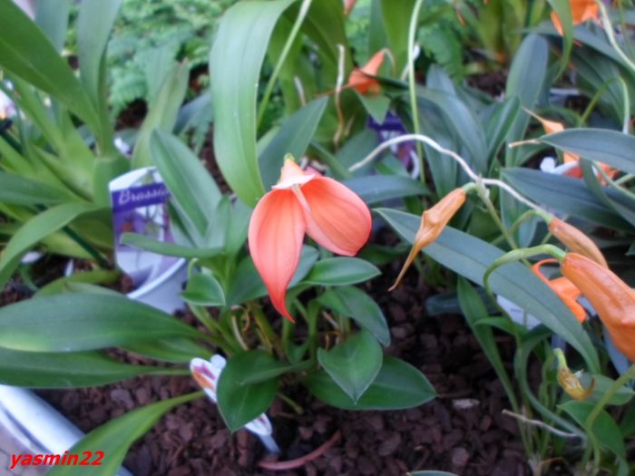 288 MASDEVALLIA ORCHIDEE - Expozitie de Orhidee