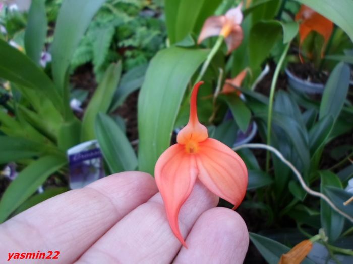 289  MASDEVALLIA ORCHIDEE - Expozitie de Orhidee