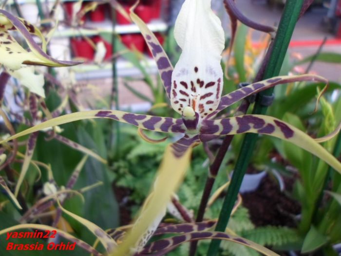 290  BRASSIA ORCHID - Expozitie de Orhidee