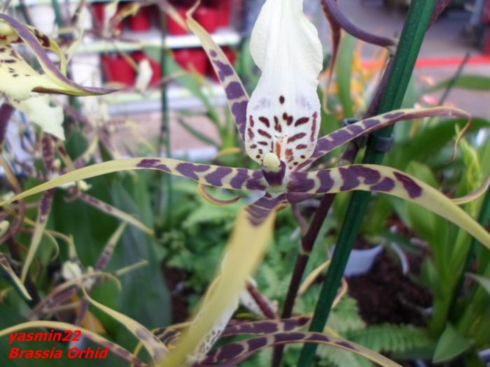 290  BRASSIA ORCHID