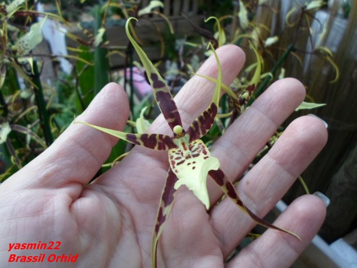 293   BRASSIA ORCHID