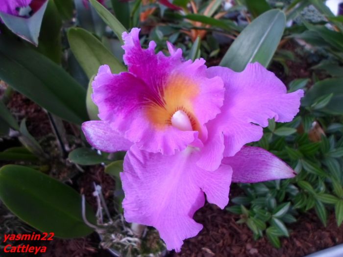 291  CATTLEYA - Expozitie de Orhidee