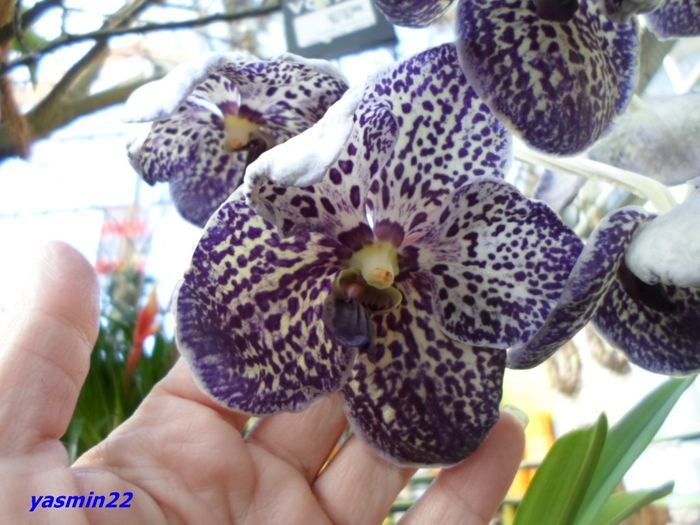 295  VANDA - Expozitie de Orhidee