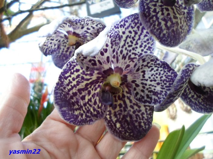 295  VANDA