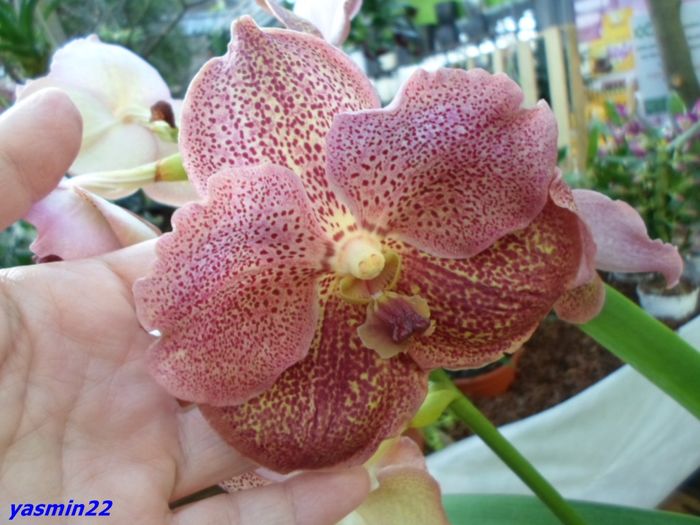 302  VANDA - Expozitie de Orhidee