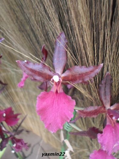 321 BRASSIA ORCHID