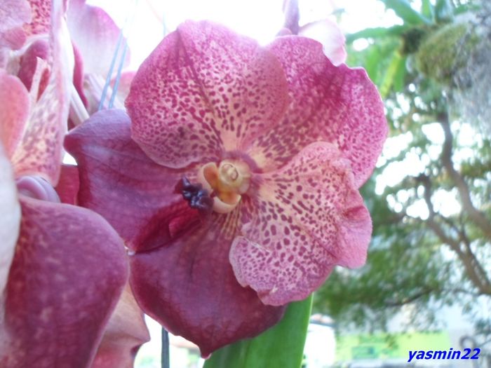 322  VANDA
