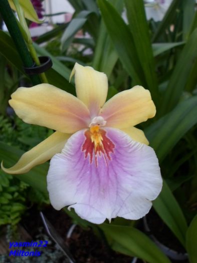 324  MILTONIA SUNSET