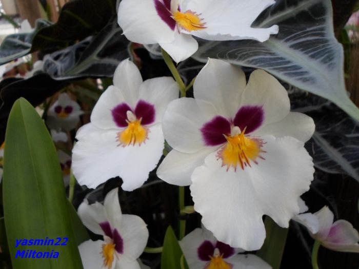 327  MILTONIA