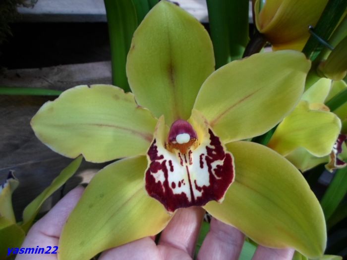 328  CYMBIDIUM