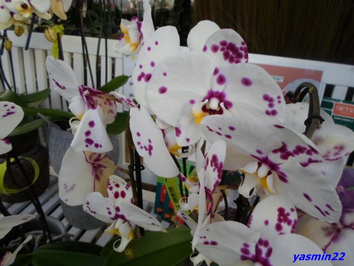 329  PHALAENOPSIS