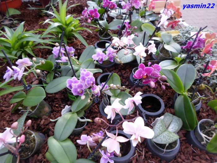 331  PHALAENOPSIS MINI