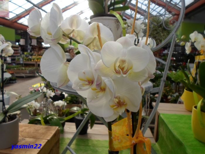 333  PHALAENOPSIS