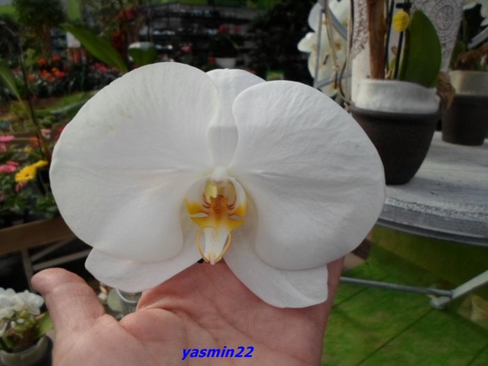 334   PHALAENOPSIS