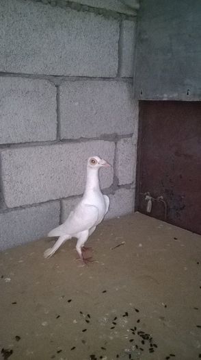 12695974_1044703415587074_1187250239_n