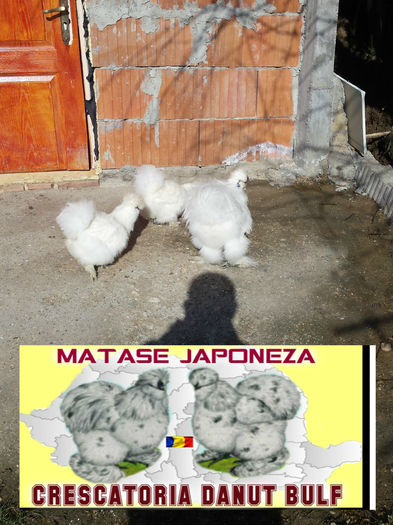 Matase Japoneza -Familia 1