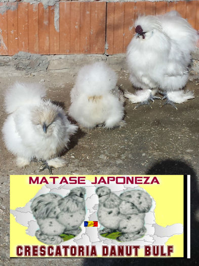 Matase Japoneza -Familia 1 - Matase Japoneza Alba MATCA 2016