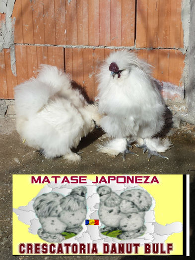 Matase Japoneza -Familia 1 - Matase Japoneza Alba MATCA 2016