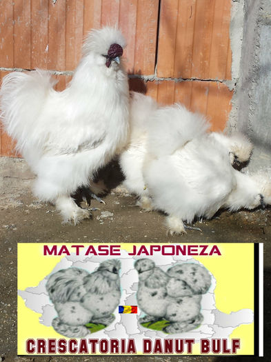 Matase Japoneza -Familia 1