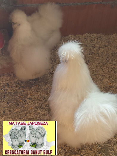 Matase Japoneza -Familia 1