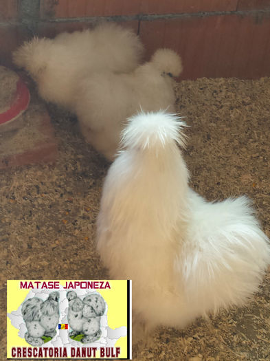 Matase Japoneza -Familia 1