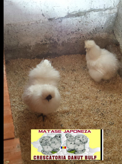 Matase japoneza- Familia 3 - Matase Japoneza Alba MATCA 2016
