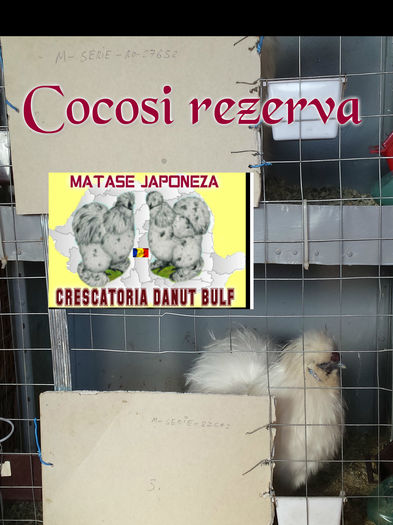 Matase Japoneza-Cocosi de rezerva
