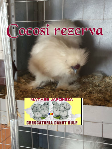 Matase Japoneza-Cocosi de rezerva