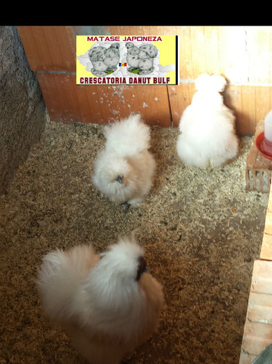 Matase Japoneza -Familia 1