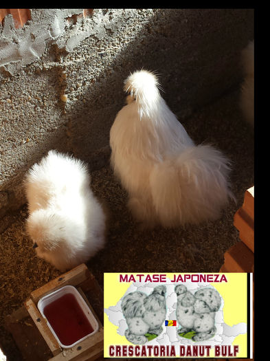 Matase Japoneza -Familia 2