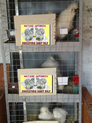 Matase Japoneza-Cocosi de rezerva