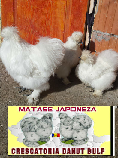 Matase Japoneza -Familia 1