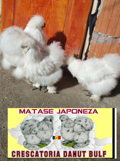 Matase Japoneza -Familia 1