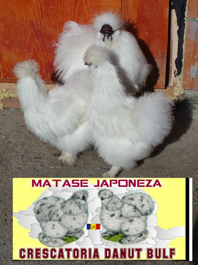 Matase Japoneza -Familia 1 - Matase Japoneza Alba MATCA 2016