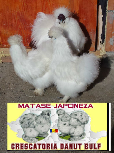 Matase Japoneza -Familia 1