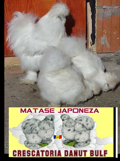 Matase Japoneza -Familia 1