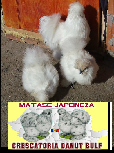 Matase Japoneza -Familia 1