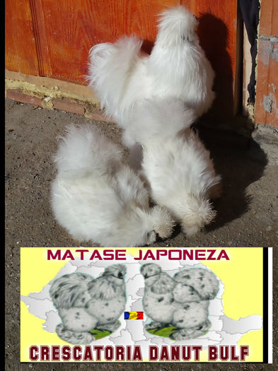 Matase Japoneza -Familia 1