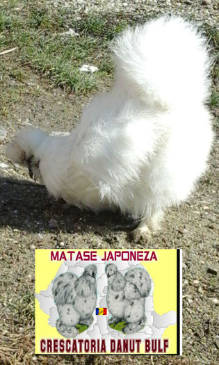 Matase Japoneza-Familia 2