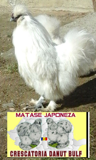 Matase Japoneza-Familia 2