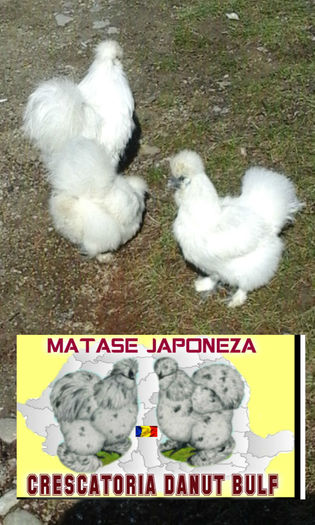 Matase Japoneza-Familia 2