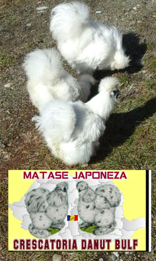 Matase Japoneza-Familia 2