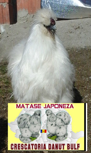 Matase Japoneza-Familia 2