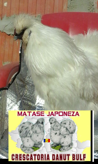 Matase Japoneza-Familia 2