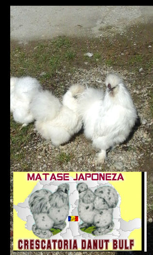 Matase Japoneza-Familia 2
