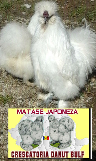 Matase Japoneza-Familia 2