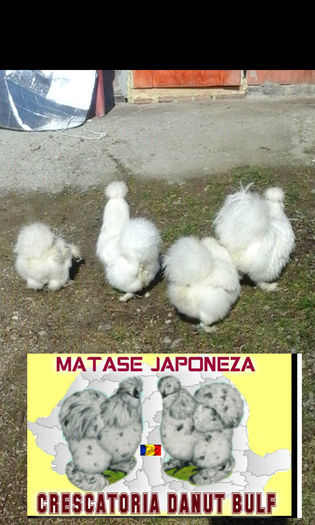 Matase Japoneza-Familia 2