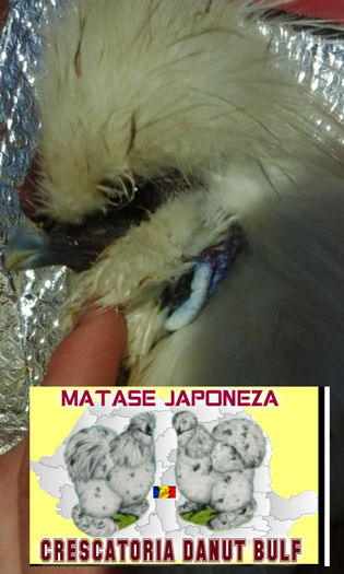 Matase Japoneza-Familia 2